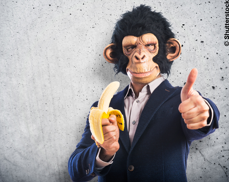 Affen sind die besseren Anlageberater