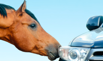 Autos oder Pferde: ein Beitrag zur Digitalisierung der Banken
