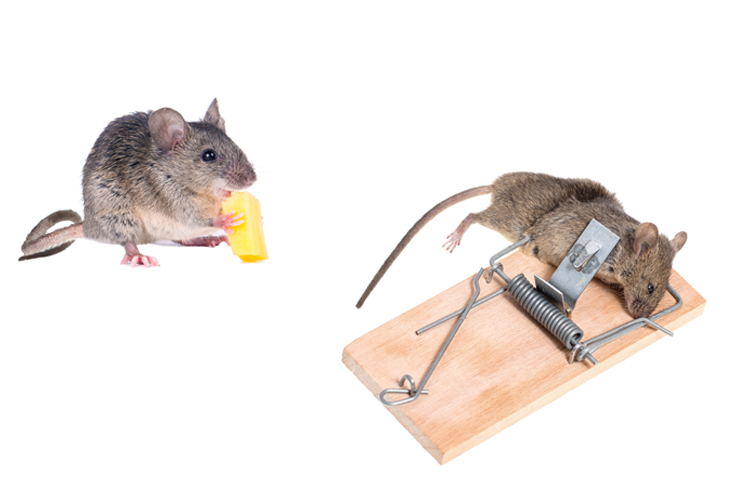 Die zweite Maus bekommt den Käse